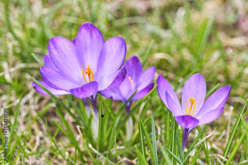 Fototapeta Naklejka Na Ścianę i Meble -  Beautiful violet crocuses grow in meadow. Early spring flowers.
