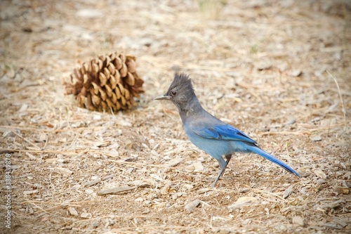 Steller's Jay and Pinecone  photo