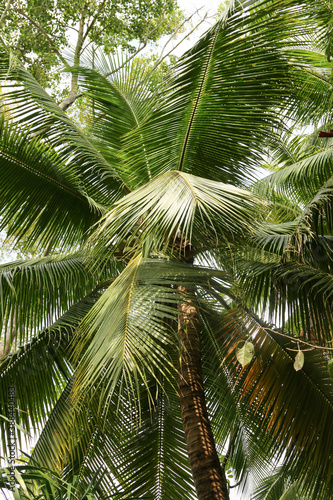 green palm leaves as background