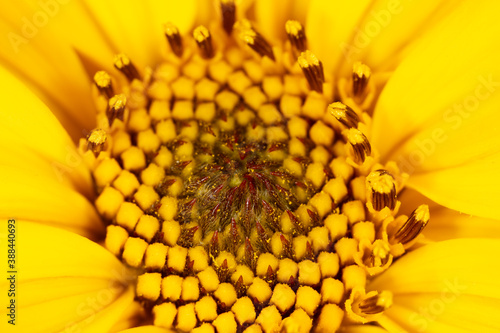 Close-up of a yellow flower in nature.