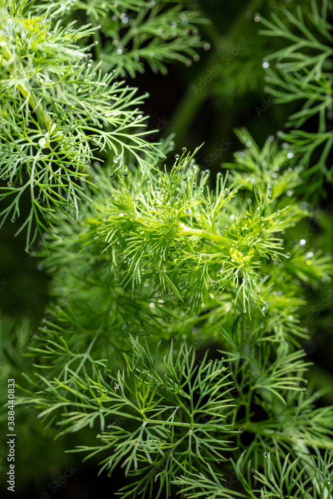 Close up of dill in a vegetable garden.