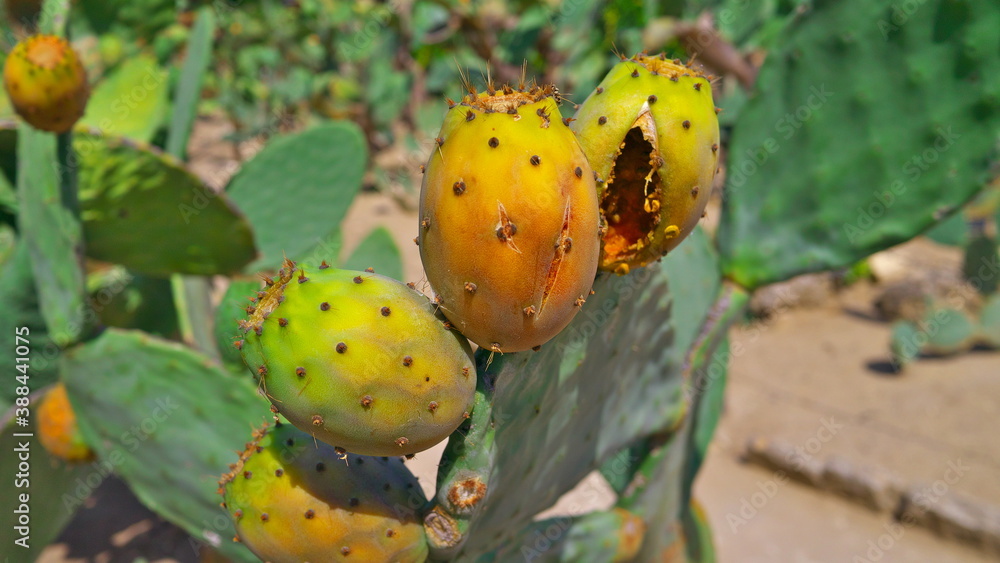 prickly pear cactus with fruits prickly pear cactus with fruits