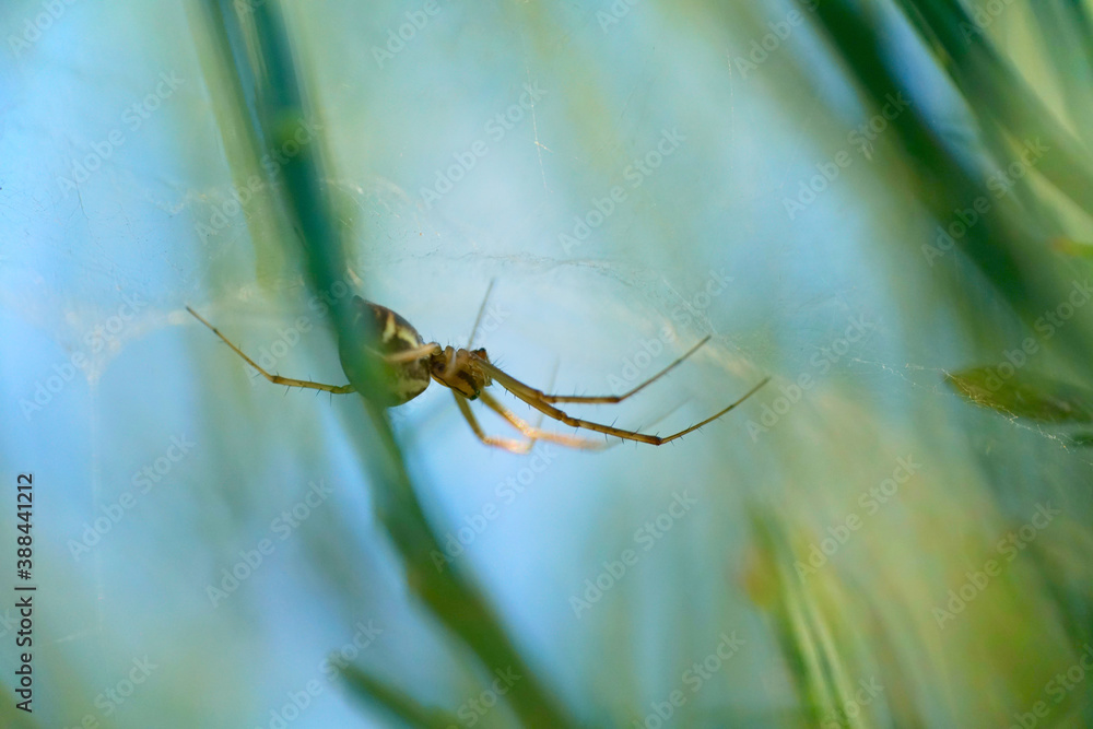 Fototapeta premium Spinne in Nahaufnahme
