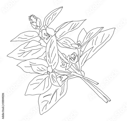 Oregano. Herb and spice label. Vector sketches of vegan food. Hand drawn plants.