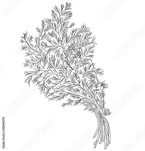 Vector dill illustration isolated. Hand drawing flavoring plant sketch.