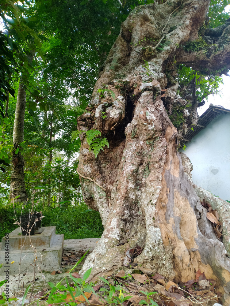 Obraz premium tree in the forest