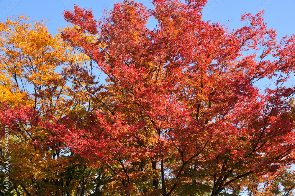 紅葉