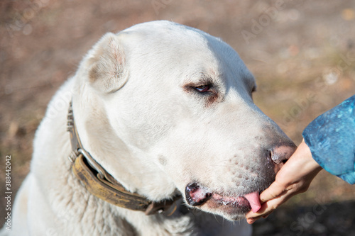 Close-up of a big white dog licking a girl's hand