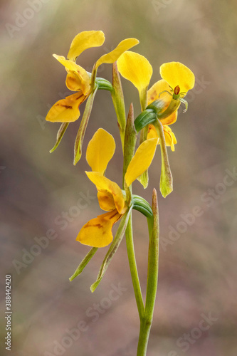 Golden Donkey Orchid (Diuris aurea) - endemic to eastern Australia photo