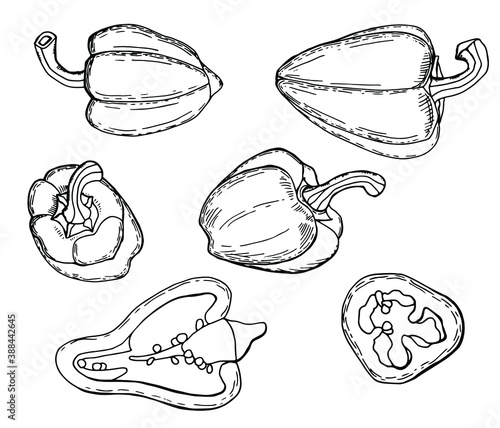 Linear set of bell pepper. Vegetable sketch. Paprika. White background, isolate.