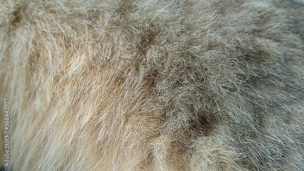 Fluffy cat's respiration Fluffy cat's respiration