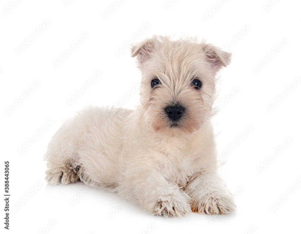 puppy West Highland White Terrier puppy West Highland White Terrier