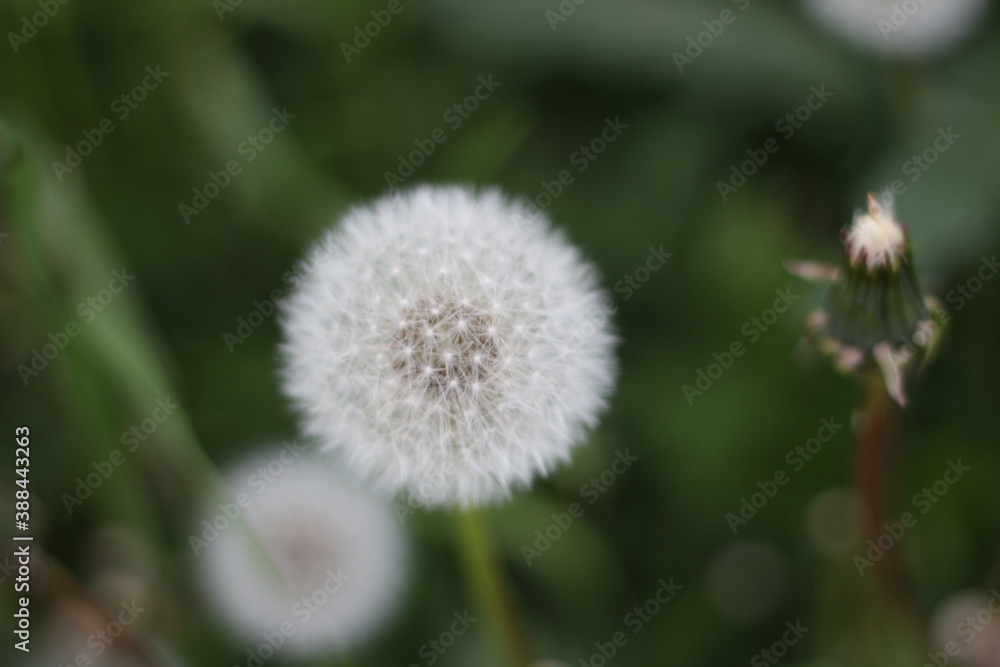 Botanical photography. An image of a fluffy white dandelion on a background of green grass. Macro photography of small flower details Botanical photography. An image of a fluffy white dandelion on a background of green grass. Macro photography of small flower details