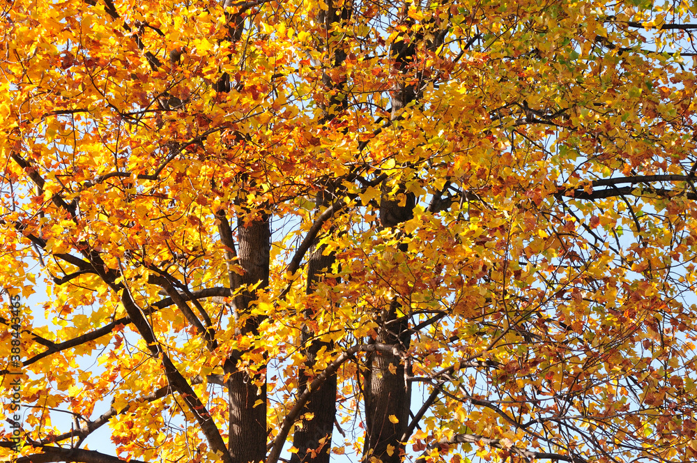 Obraz premium スズカケの黄葉