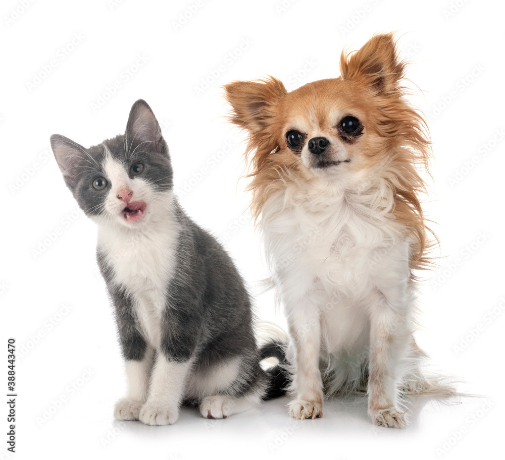 kitten and chihuahua