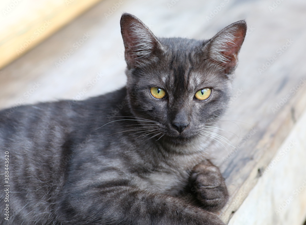 Portrait of cute black gray and white striped cat looking camera. Portrait of cute black gray and white striped cat looking camera.