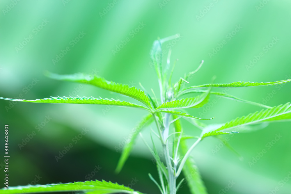 Nature young green leaf , fresh marijuana plant background Nature young green leaf , fresh marijuana plant background