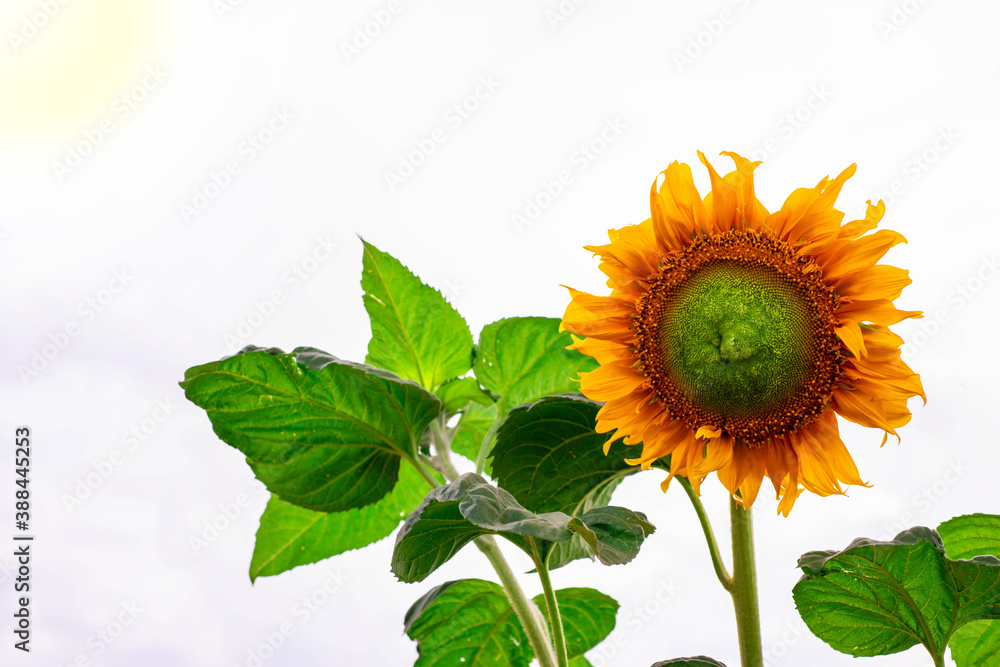 Obraz premium Beautiful yellow sunflower and green leaves on white background and fair light.