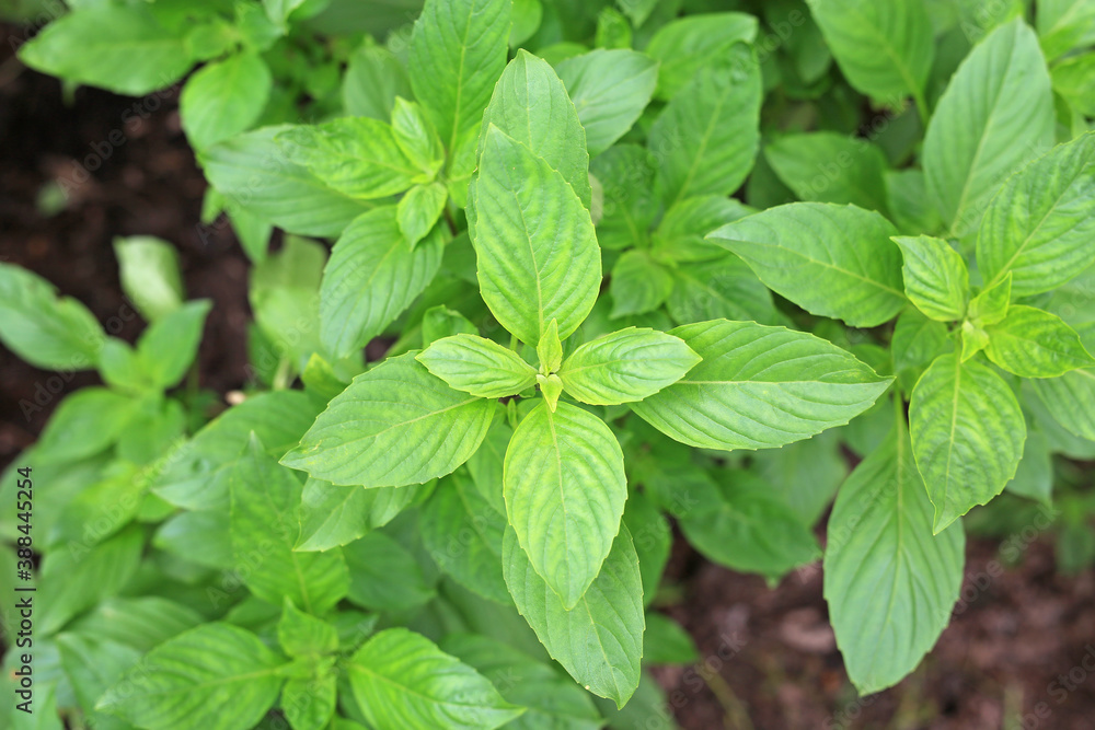 Thai sweet green basil tree in plantation. Top view. Thai sweet green basil tree in plantation. Top view.