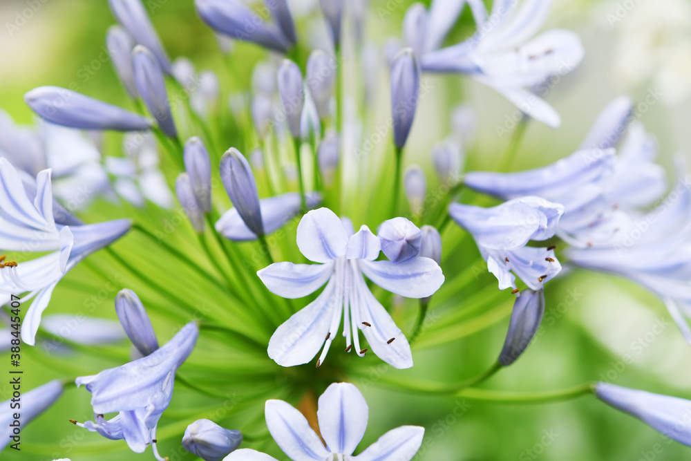 Fototapeta premium 青色の花