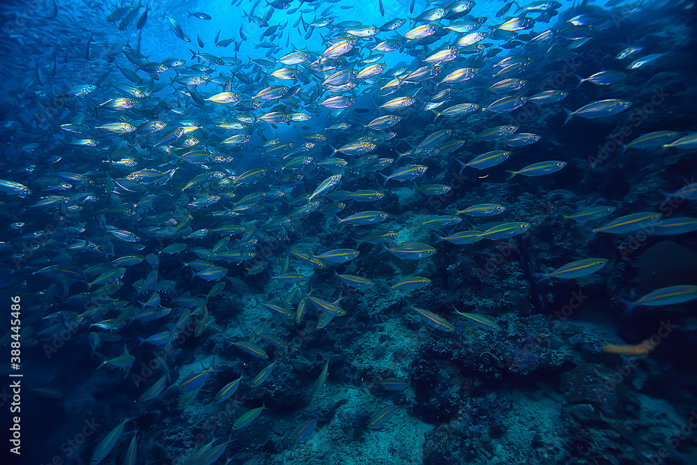 Fototapeta premium scad jamb under water / sea ecosystem, large school of fish on a blue background, abstract fish alive