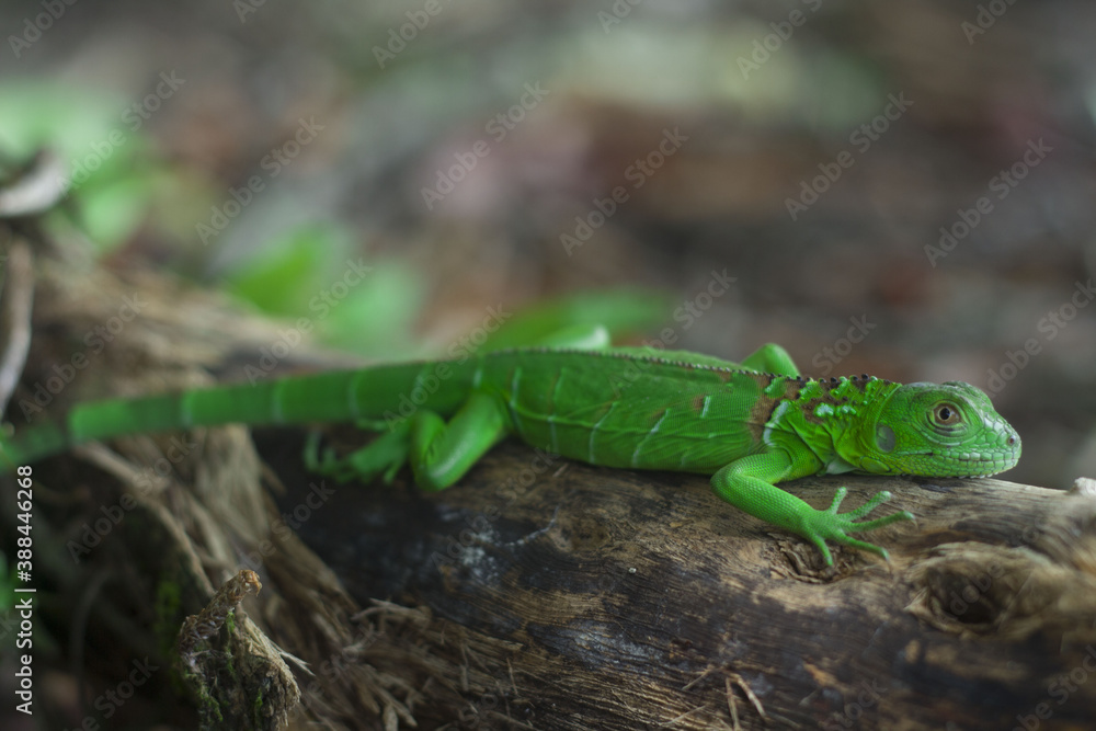 small iguana close up small iguana close up