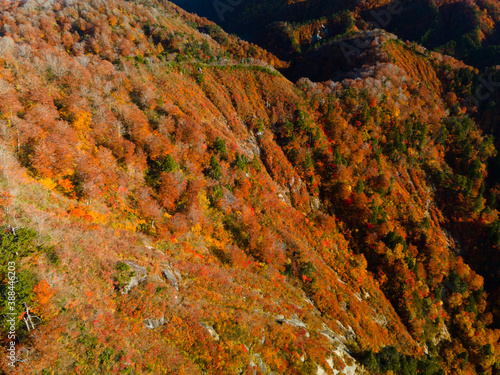 Shirakami Mountains. photo