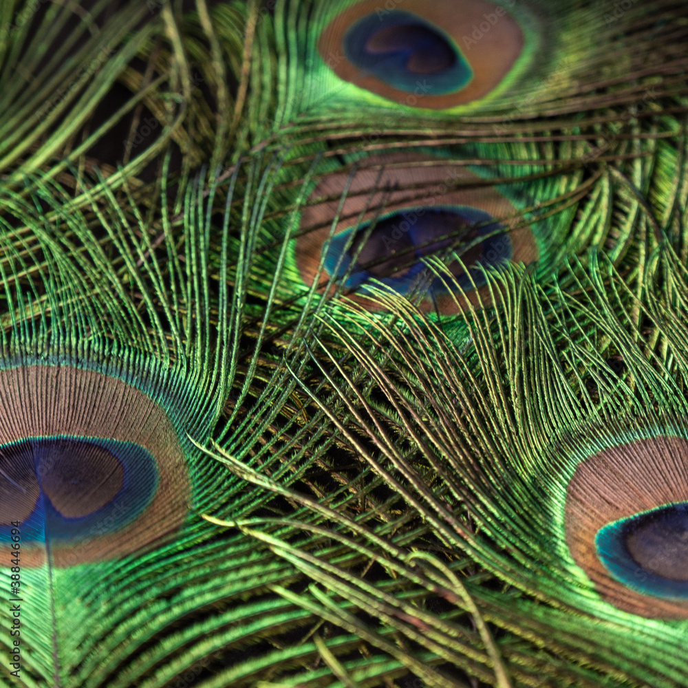 Naklejka premium Soft focus of abstract Colorful and Artistic Peacock Feathers. This is a macro photo of an arrangement of luminous peacock feathers background