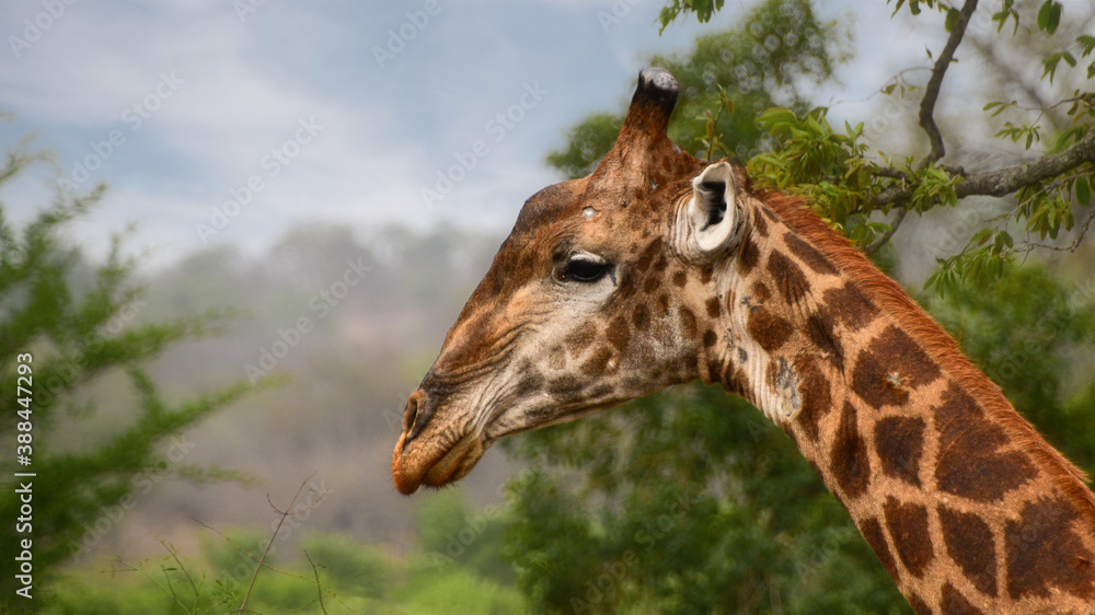 Giraffe close up in African bush Giraffe close up in African bush