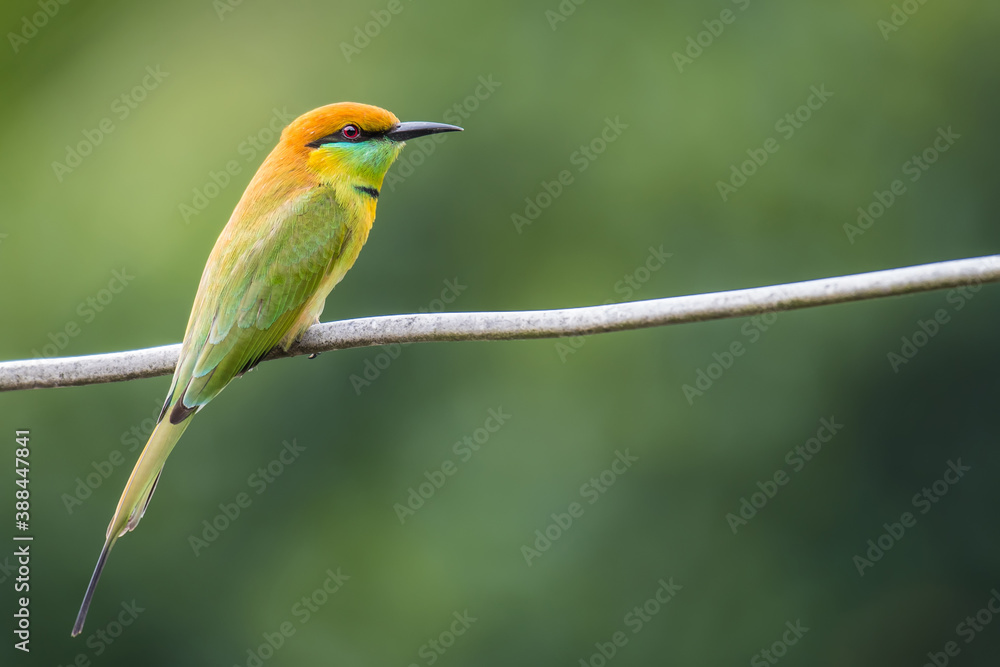 Green Bee-Eater on the wires on green background Green Bee-Eater on the wires on green background