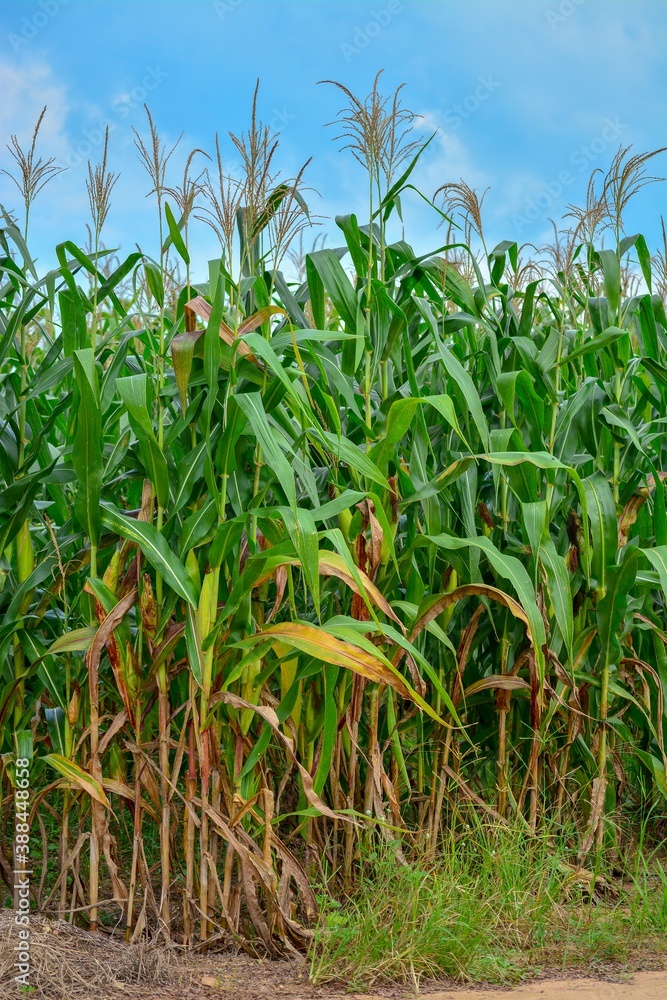 corn field with sky corn field with sky