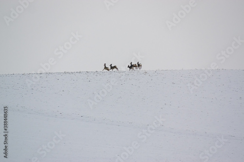 Fototapeta Naklejka Na Ścianę i Meble -  Zaśnieżony pagórek z uciekającymi za horyzont sarnami