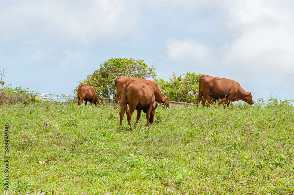 Cattle Grazing In Grassy Pasture