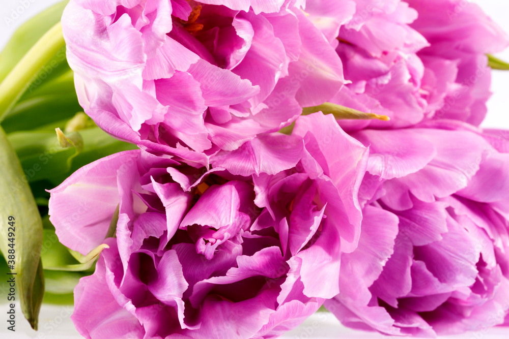 Flower of carnation (Dianthus) on white background, delicate petals, close up Flower of carnation (Dianthus) on white background, delicate petals, close up