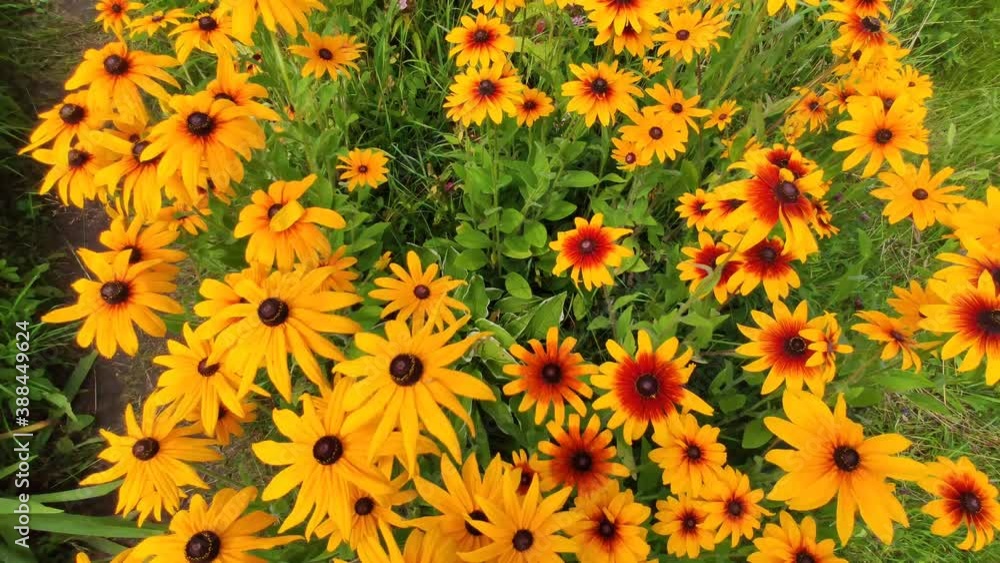 Rudbeckia or Black-Eyed Susan plants with yellow flowers in summer garden Rudbeckia or Black-Eyed Susan plants with yellow flowers in summer garden
