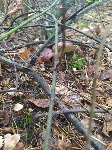 a mushroom hid in a pine forest near Kiev