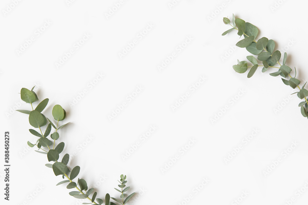 Green leaves of eucalyptus branches on a white background. Green leaves of eucalyptus branches on a white background.
