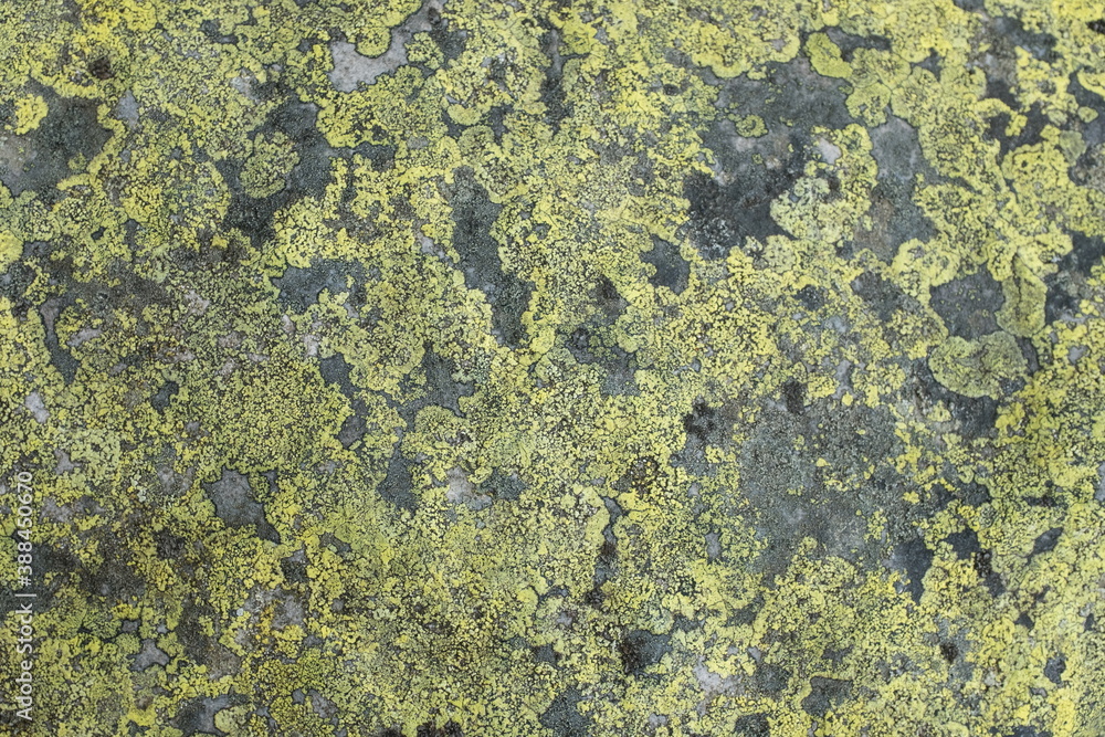 lichen on a stone background texture lichen on a stone background texture