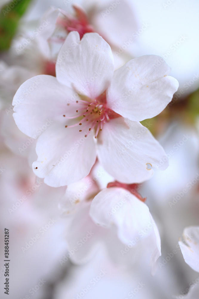 桜の花