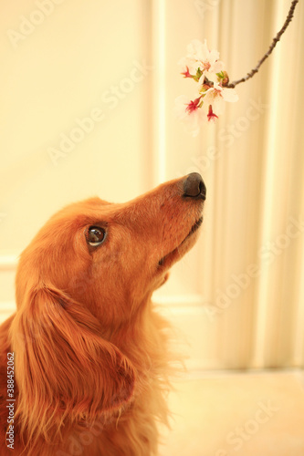 ミニチュアダックスと桜の花