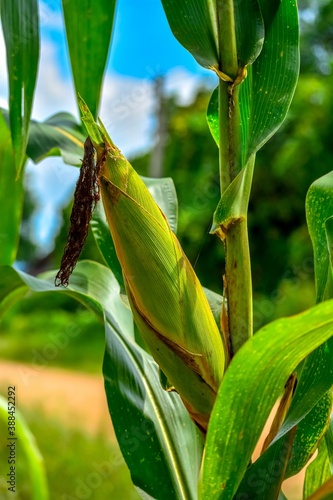 corn on a stalk
