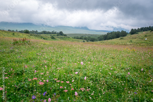 pink flowers and grass in a mountain meadow against the backdrop of mountains on a cloudy summer day