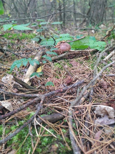 Mushrooms grow in moss in October