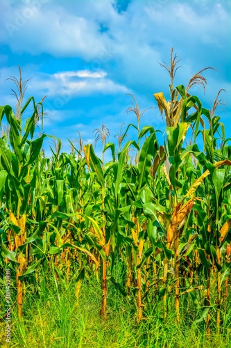 corn field with sky background