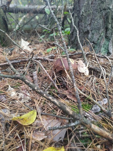 found a mushroom in a deciduous forest near Kiev
