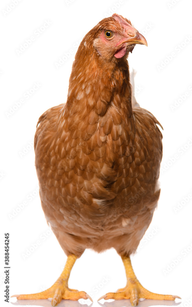 Fototapeta premium one brown chicken isolated on white background, studio shoot