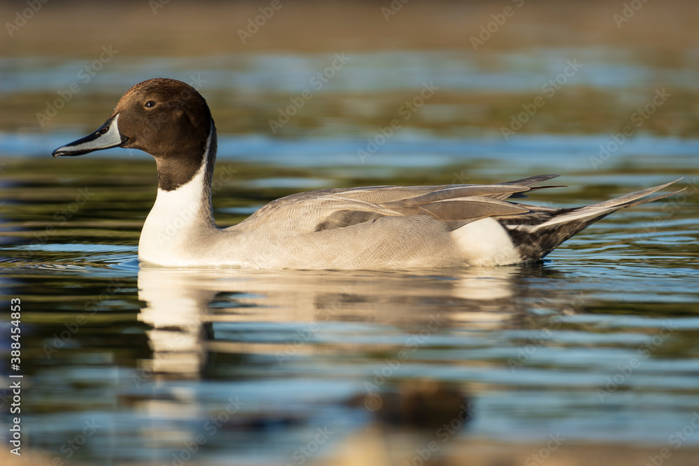 Northern Pintail Anas acuta Costa Ballena Cadiz Northern Pintail Anas acuta Costa Ballena Cadiz