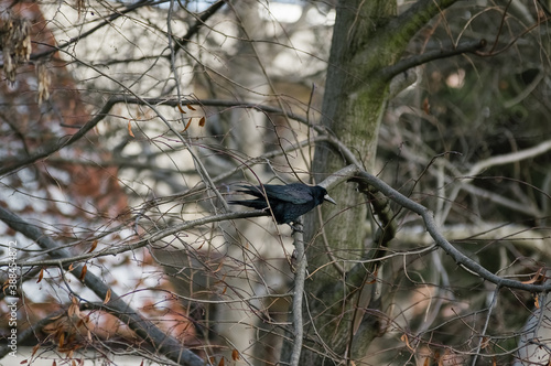 Czarny kruk siedzący na gałęzi 