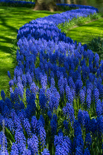 The beautiful floral route made of blue flowers on a spring day. Field of blue flowers on the sunny spring day