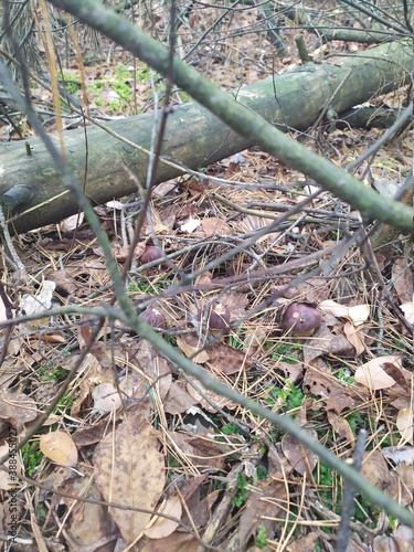 many mushrooms grow in moss in the autumn forest near the city